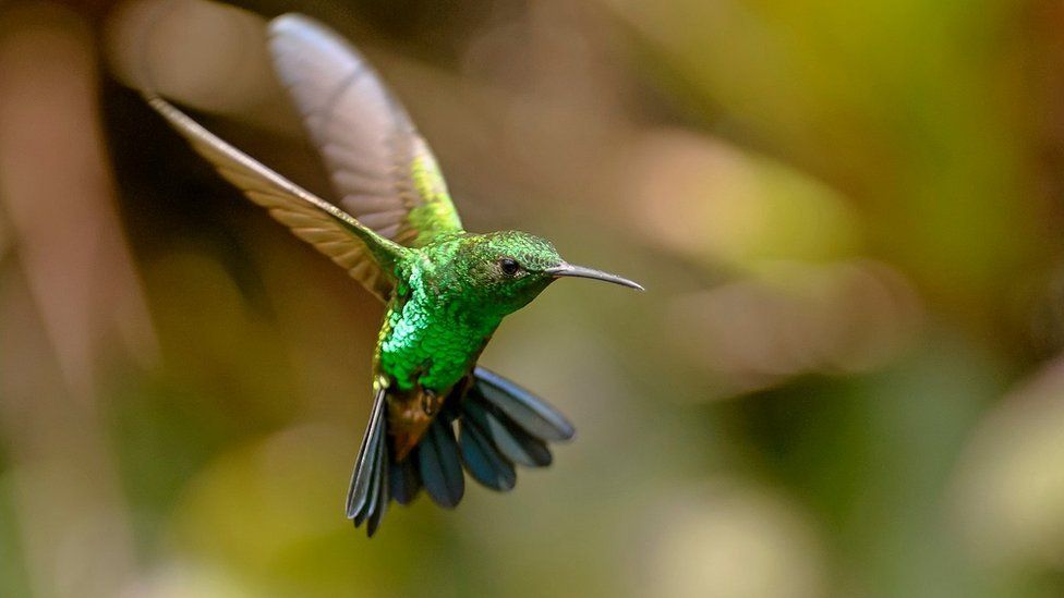 Hummingbird in flight