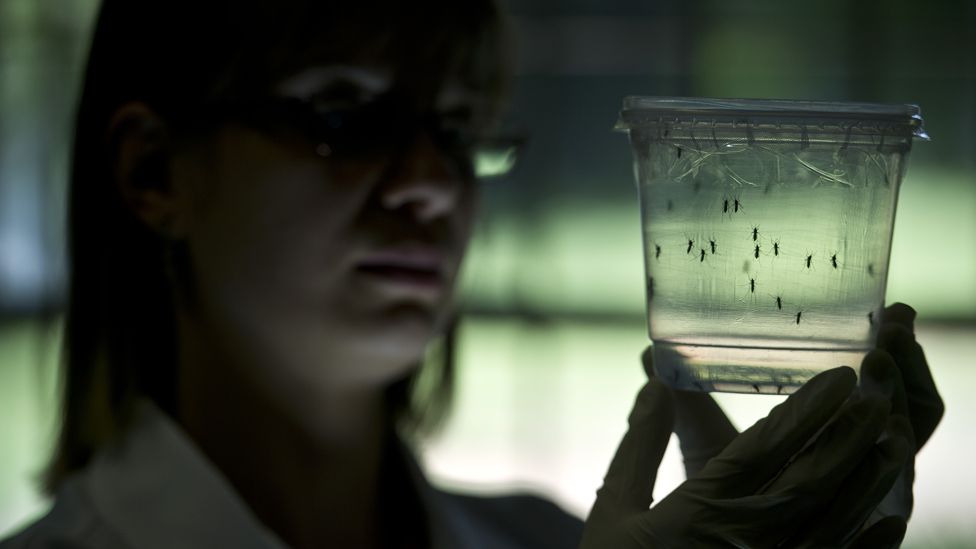 Scientist holds mosquitos in jar