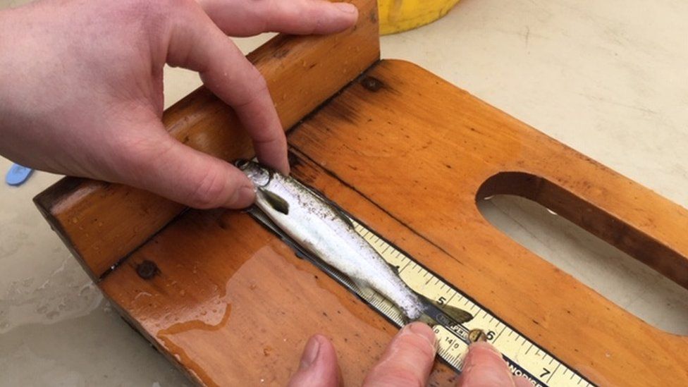 A smolt is measured by a Loughs Agency staff member
