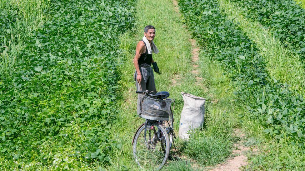 North Korean farmer Beeraley Kuuriyada Waqooyi ku nool