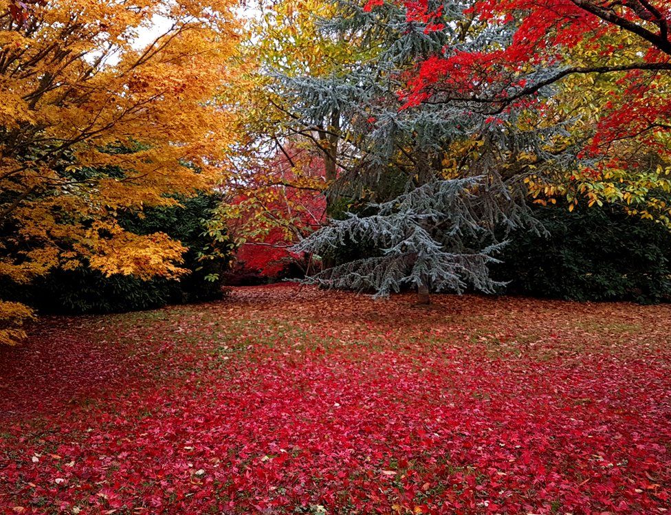 Red leaves on the ground