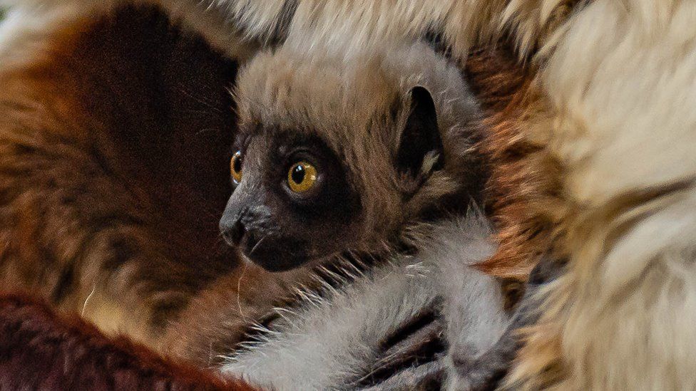The baby Coquerel's sifaka