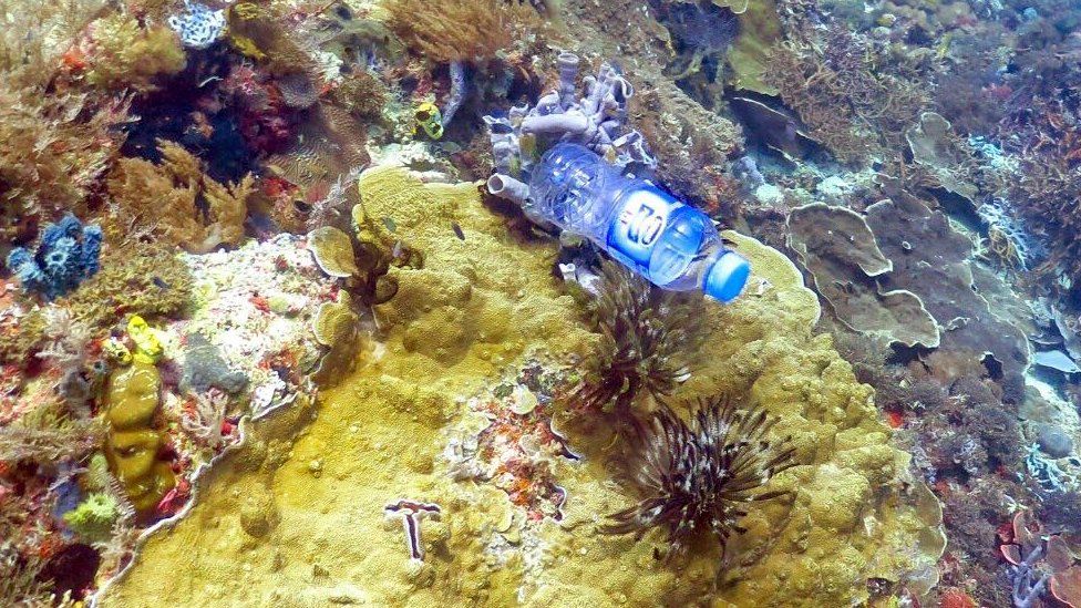Plastic bottle wedged in the coral reef