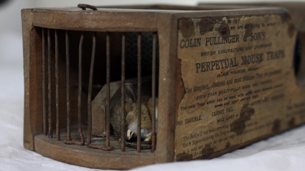 155-year-old trap catches mouse