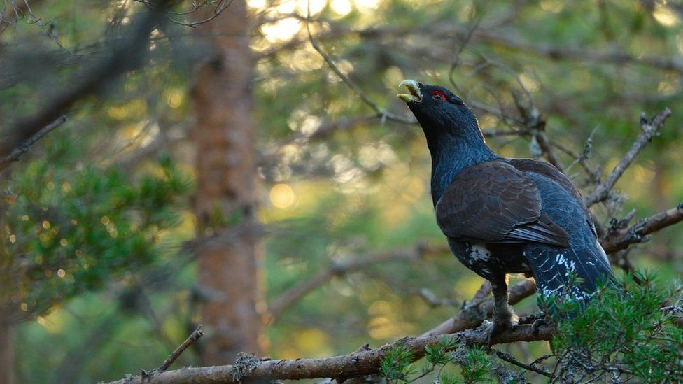 Capercaillie in tree