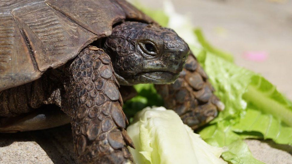 Tortoise taken by bin men found after thermal camera search - BBC News