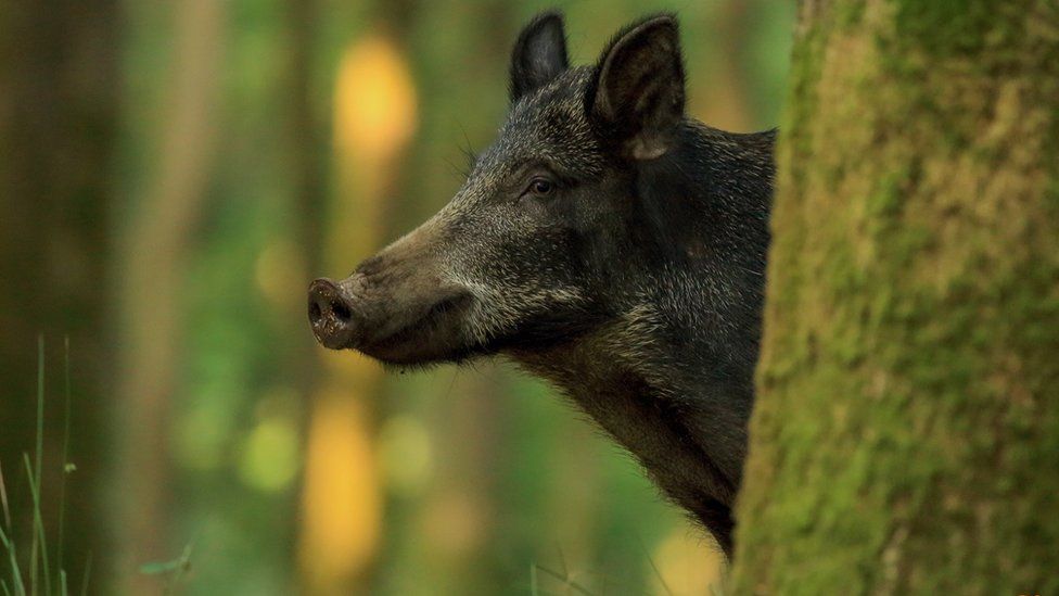 Wild boar in Forest of Dean
