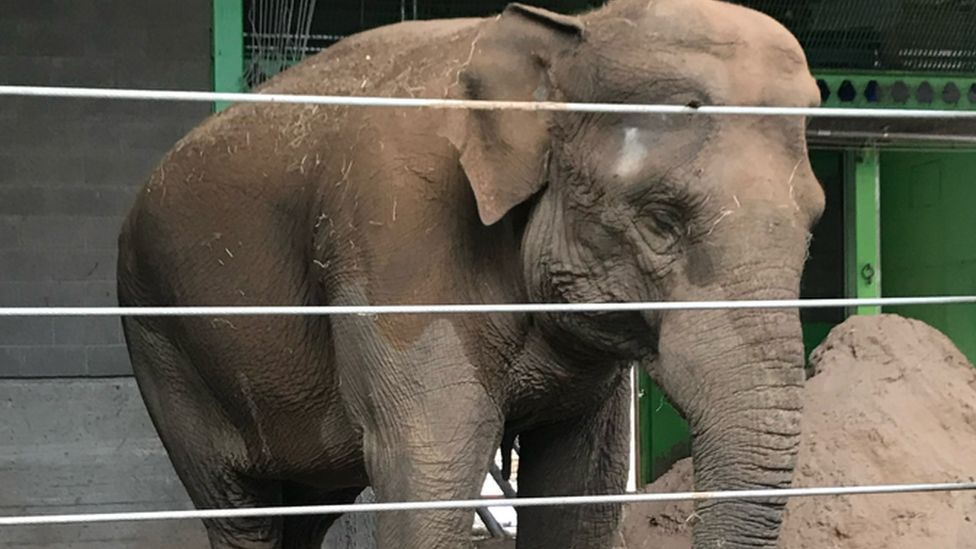 Elephant at Belfast Zoo in 2018