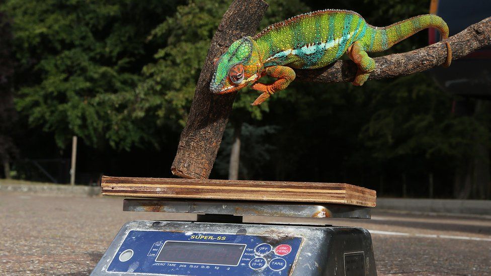 Chameleon and weighing scales at Whipsnade Zoo