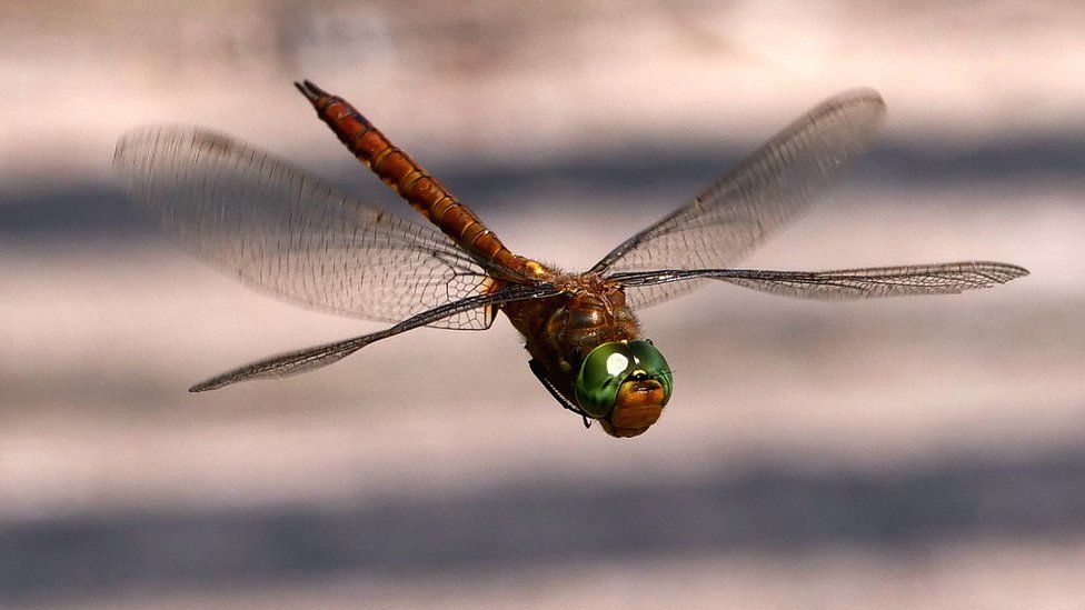 Norfolk hawker dragonfly