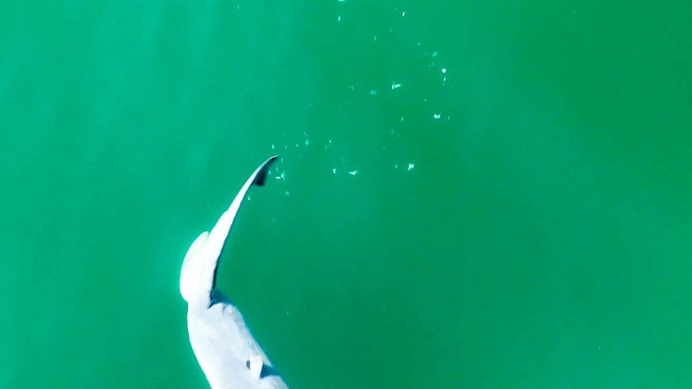Shark's tail with a trail of white flakes left behind it