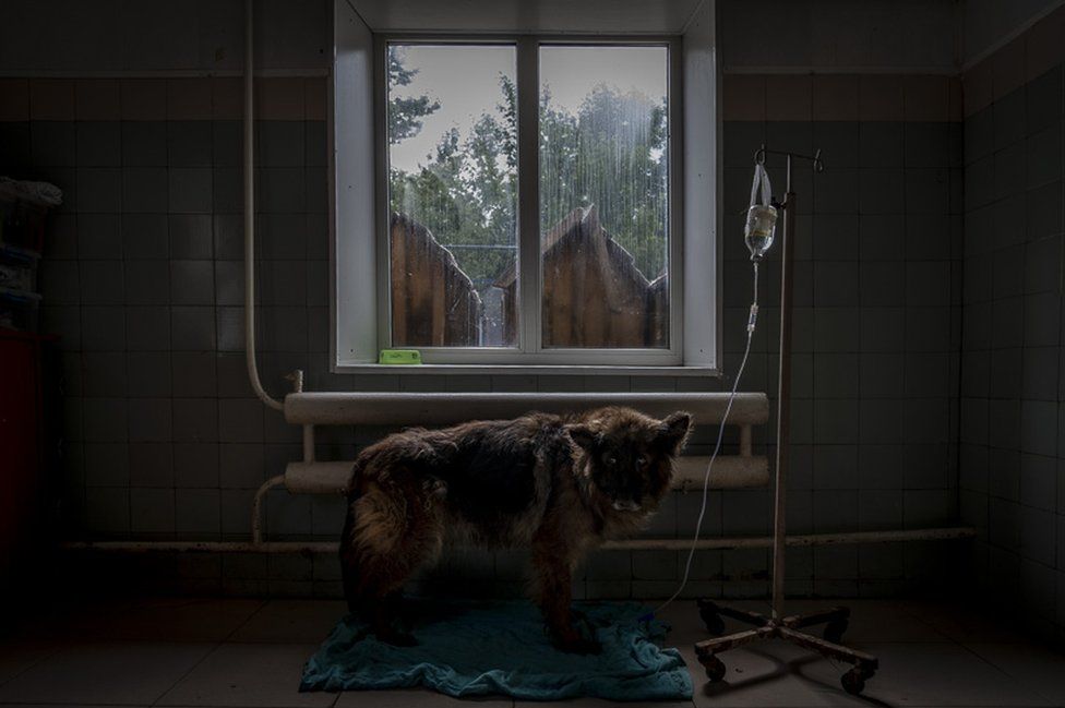 A dog at the SOS shelter in Kiev