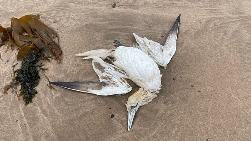 Dead gannet at Seaton Point, Northumberland