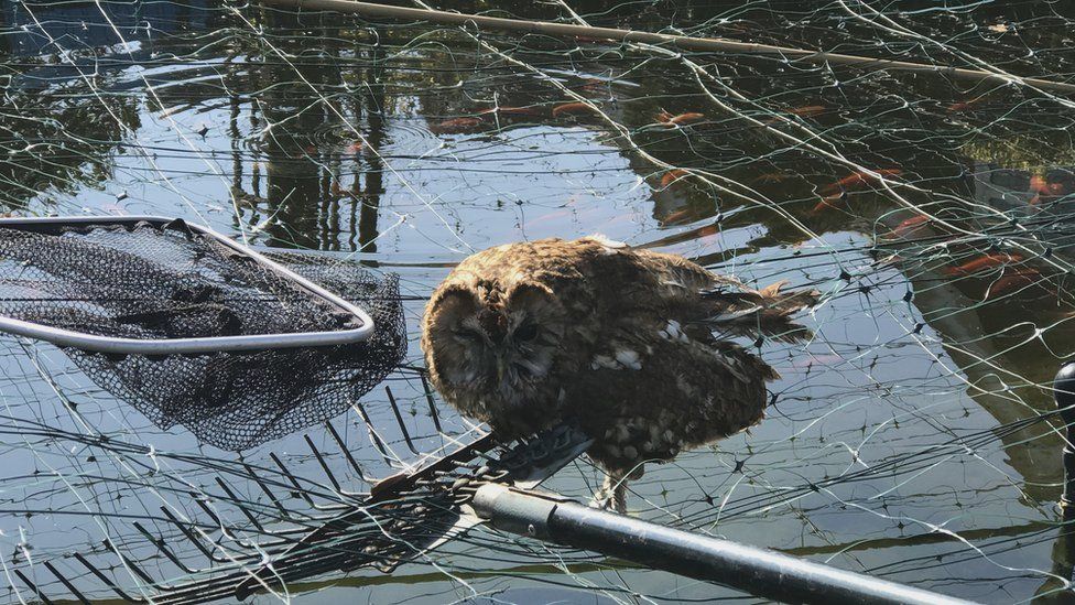 Tawny owl entangled in netting in a garden pond