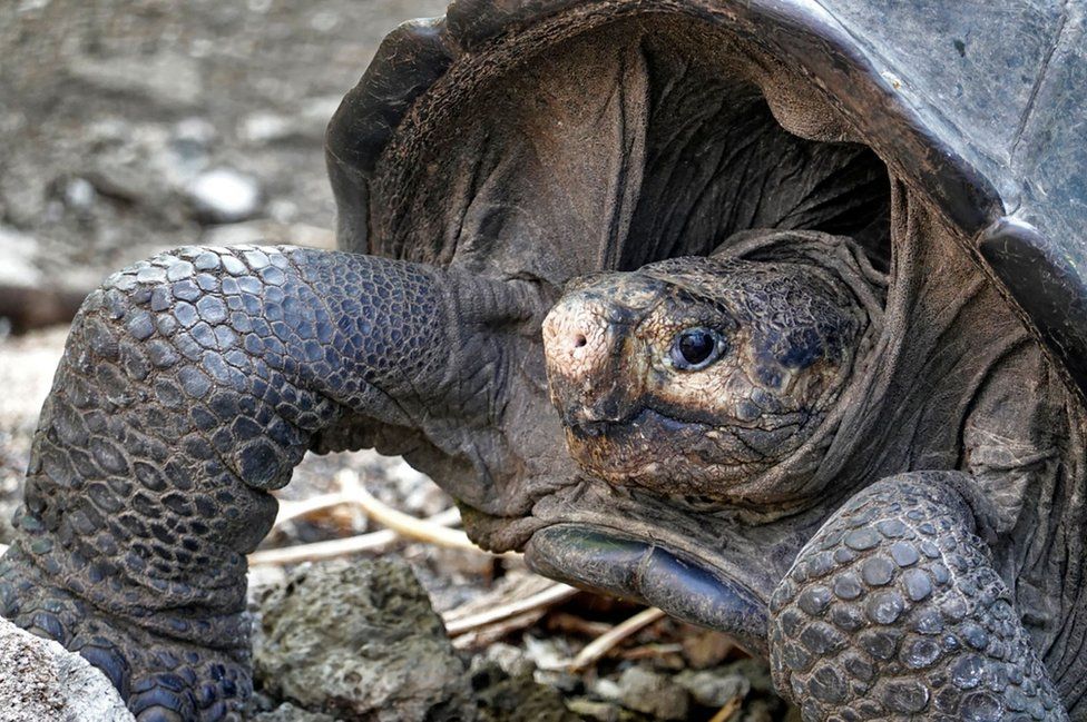 A specimen of the giant Galapagos tortoise Chelonoidis phantasticus, thought to have gone extinct about a century ago, is seen at the Galapagos National Park on Santa Cruz Island in the Galapagos Archipelago, in the Pacific Ocean 1000 km off the coast of Ecuador, 19 February 2019.