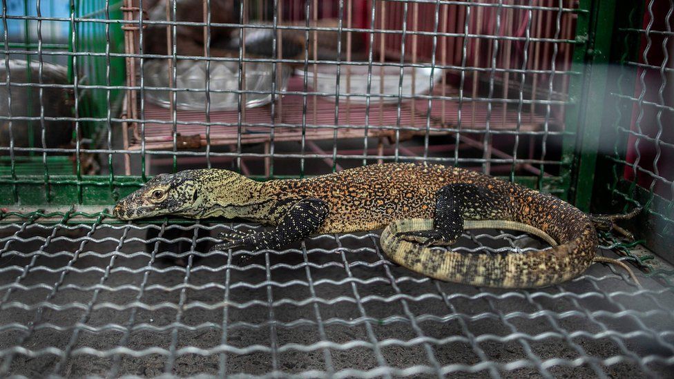 A young komodo dragon seized by authorities during an anti-smuggling operation in Surabaya on March 27, 2019