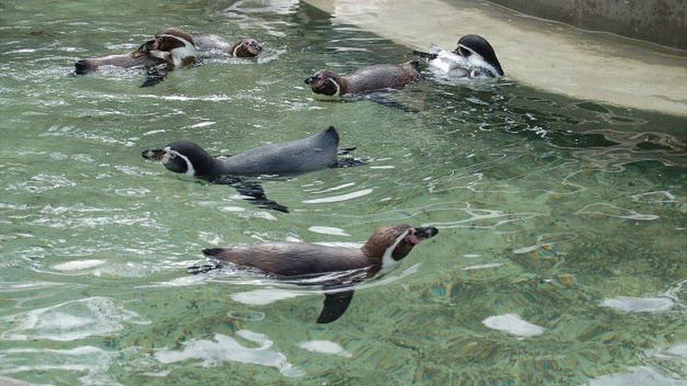 Penguins swimming at a zoo