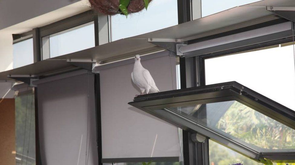 Bird on a window in a green office building