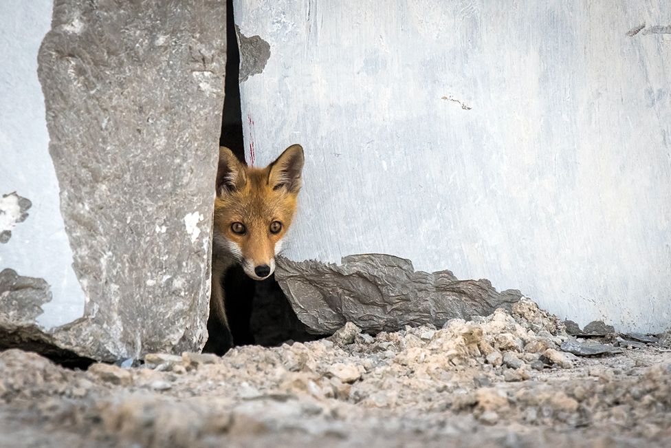 A young fox looking out from behind a rock
