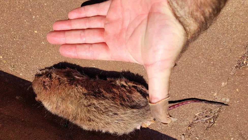 Rat plague spreads to Australia's fishing towns