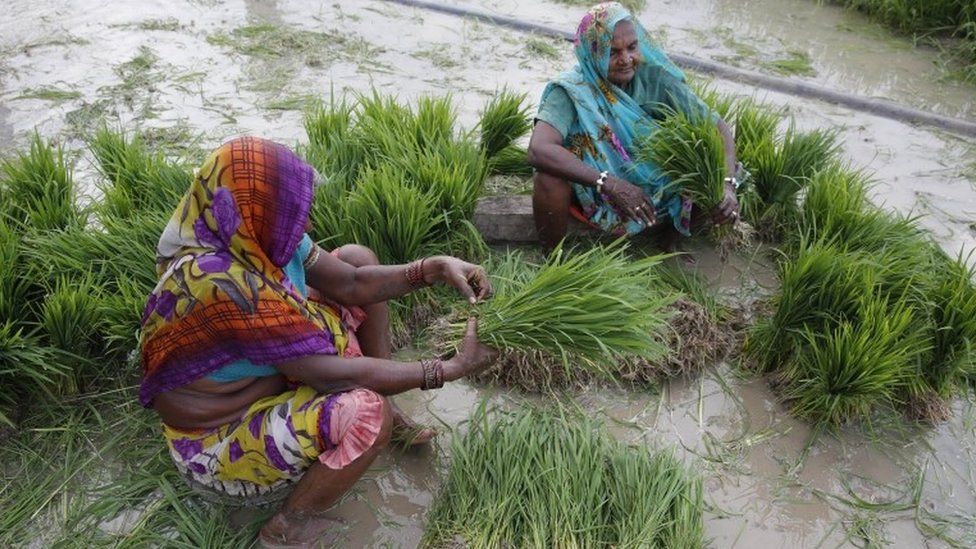 India minister backs 'yogic' farming to 'empower seeds' - BBC News