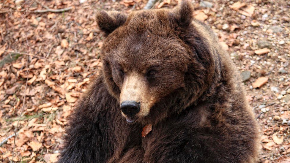 A brown bear in the Italian Alps - file pic