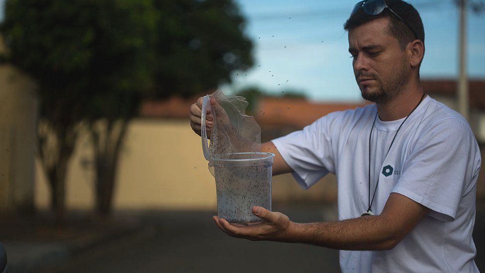 A biologist in Brazil releases Oxitec to combat a Zika outbreak