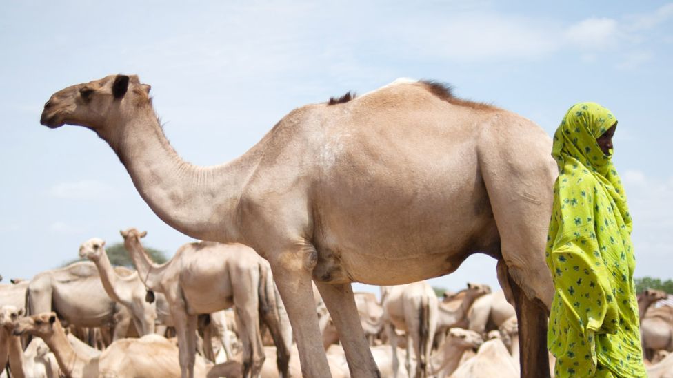 A woman in Somalia standing by a camel in 2011