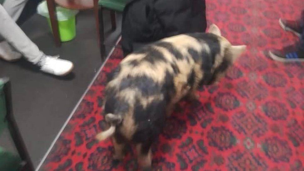 Roddy the pig in the working men's club