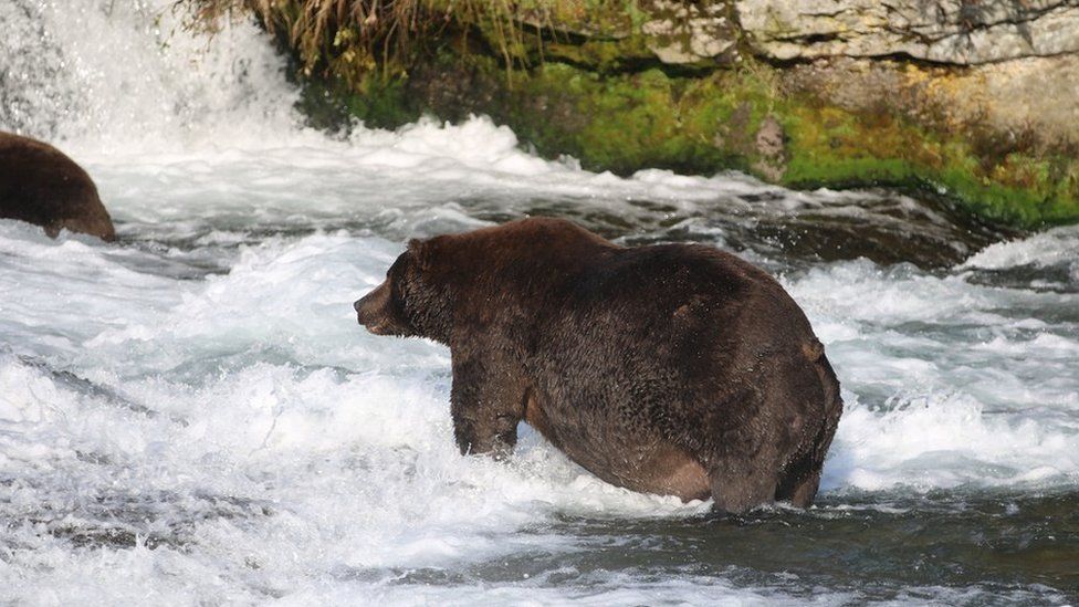 Bear 747 stands in river, with large stomach protruding