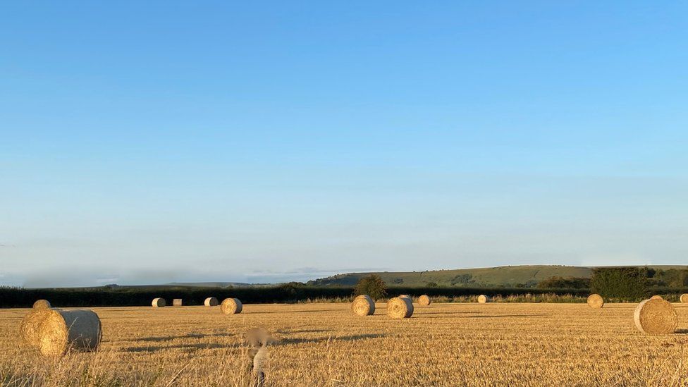 Land selected for the tree plantation during farming, covered in hay bails