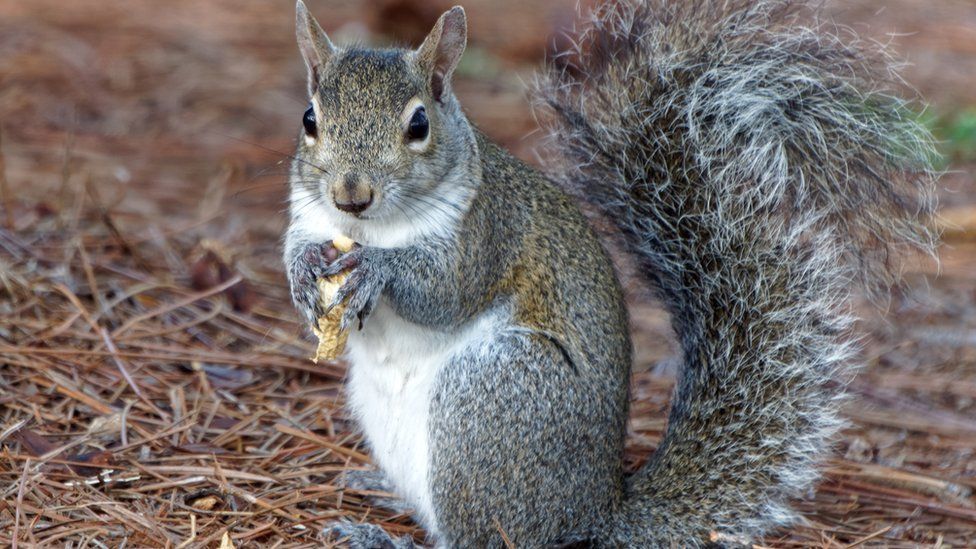 Squirrel 'threat' to critical infrastructure - BBC News