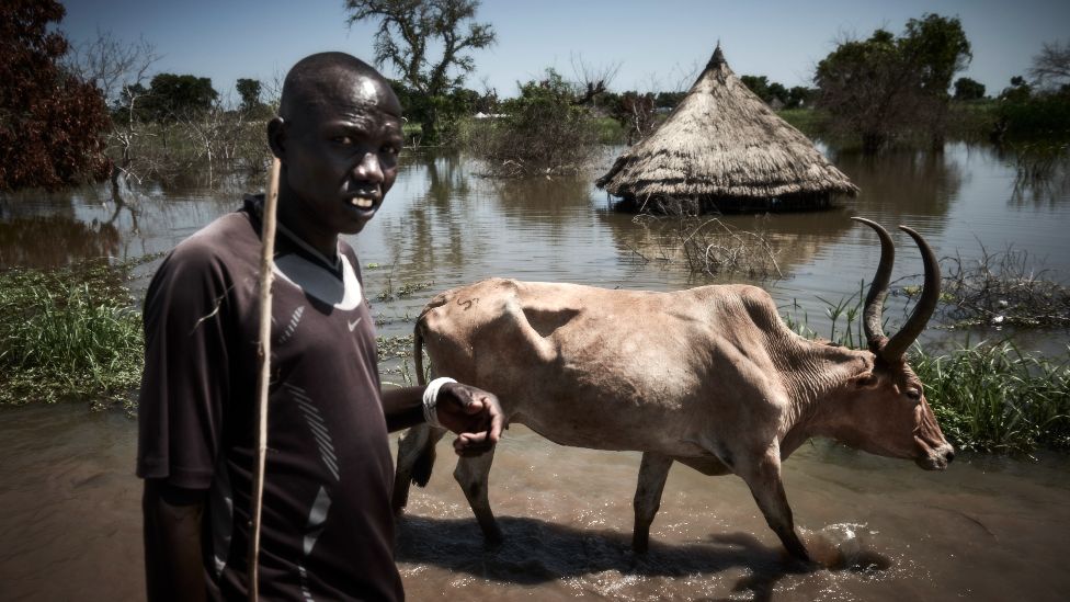 A man walks amid flood water with an emaciated horned cow in Bentiu, South Sudan