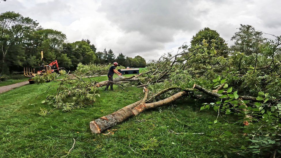 The tree felling work is underway