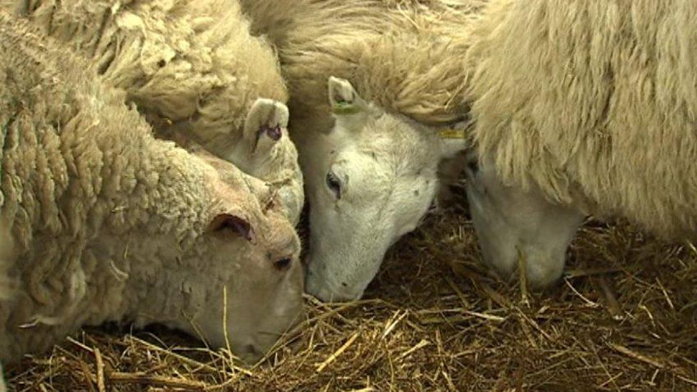 Sheep at Tredegar farm