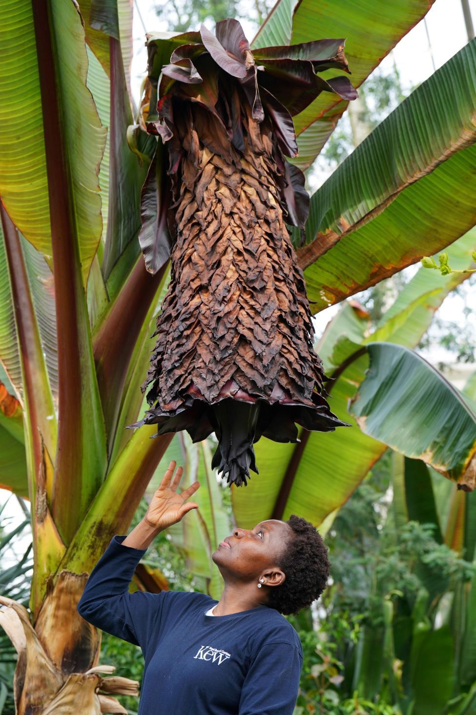 Kew staff member Florence Akanbi-Guei tends to an enset tree.