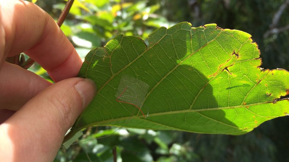 Sensor on a leaf