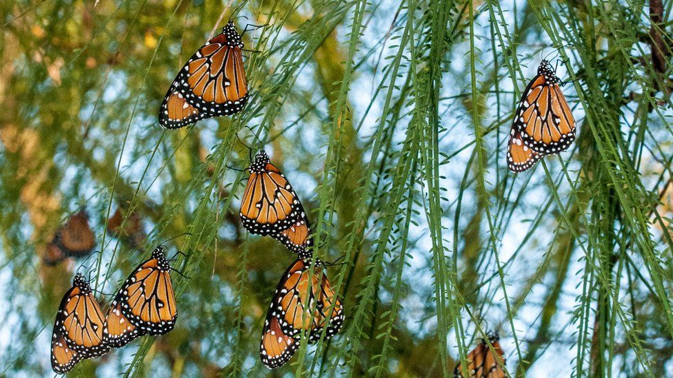 Butterflies hang on vines