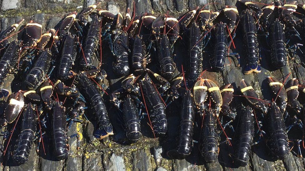 Undersized lobsters