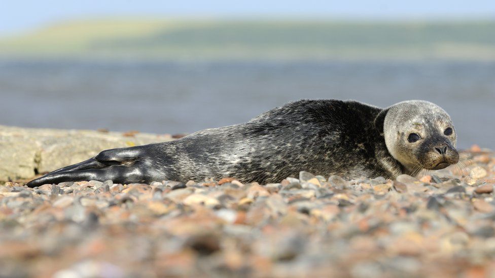 Harbour seal pup