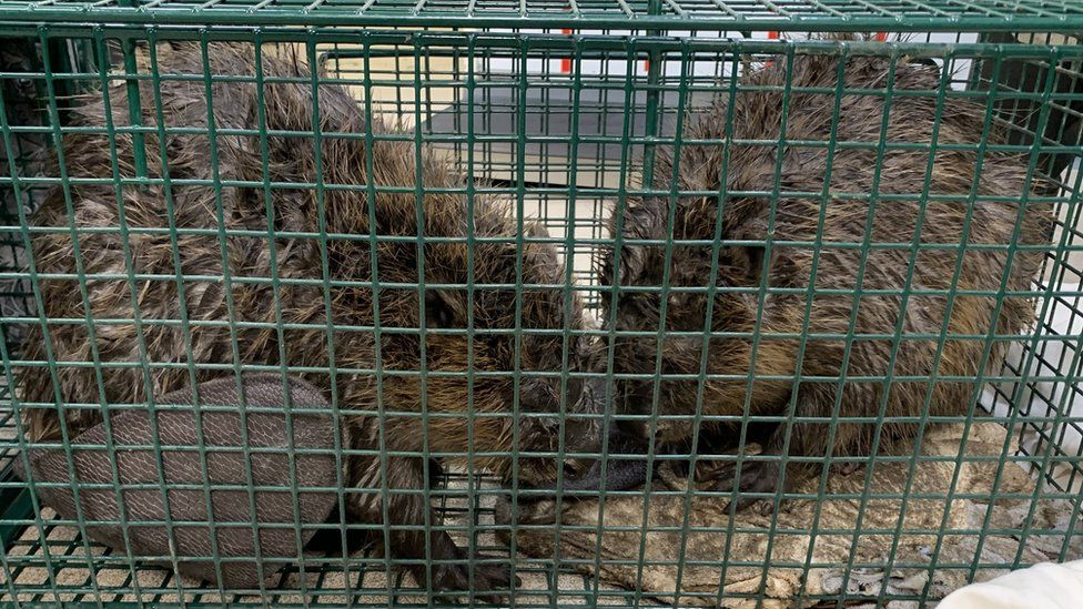 Two beavers in a green cage