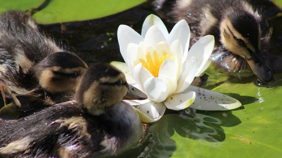 Ducklings at Bosherston Lily Ponds in Pembrokeshire, snapped by Hannah Legg