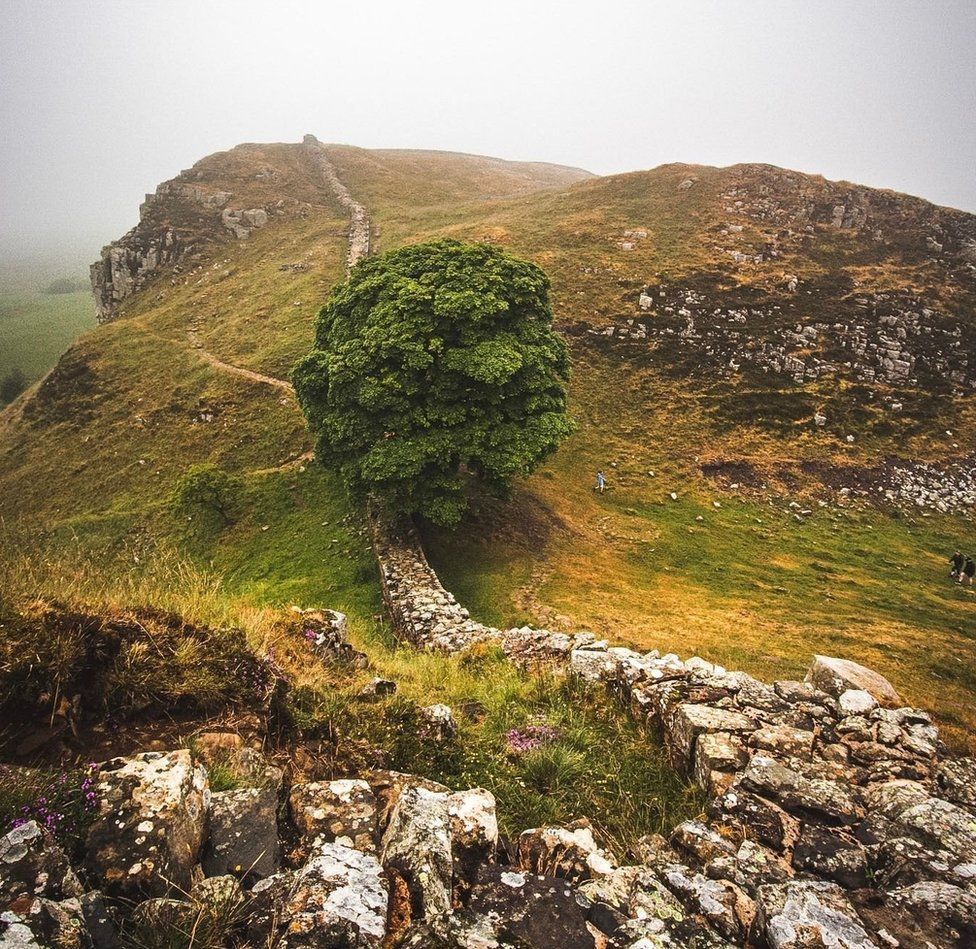 A view down a hill along an old stone wall with a large green tree growing in a dip on a misty day