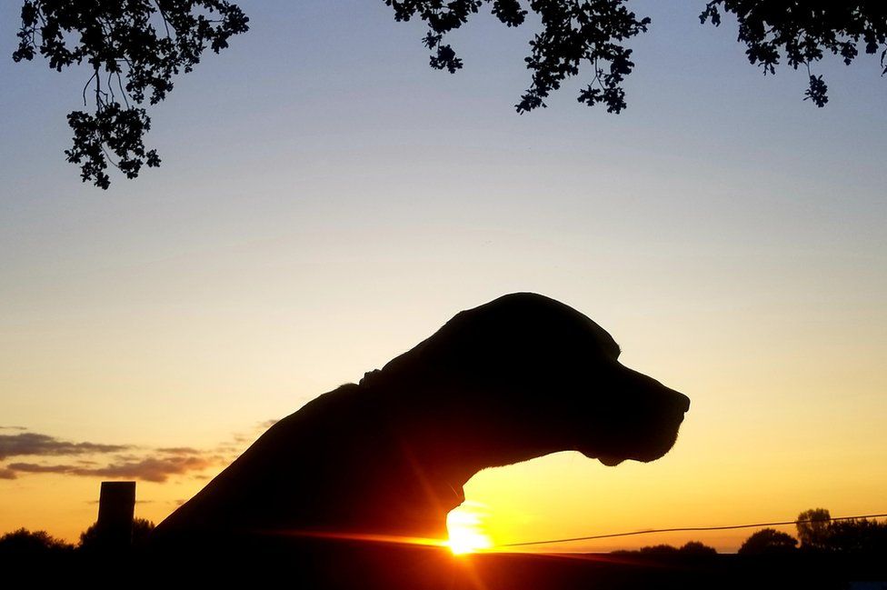 A silhouette of a Vizla dog