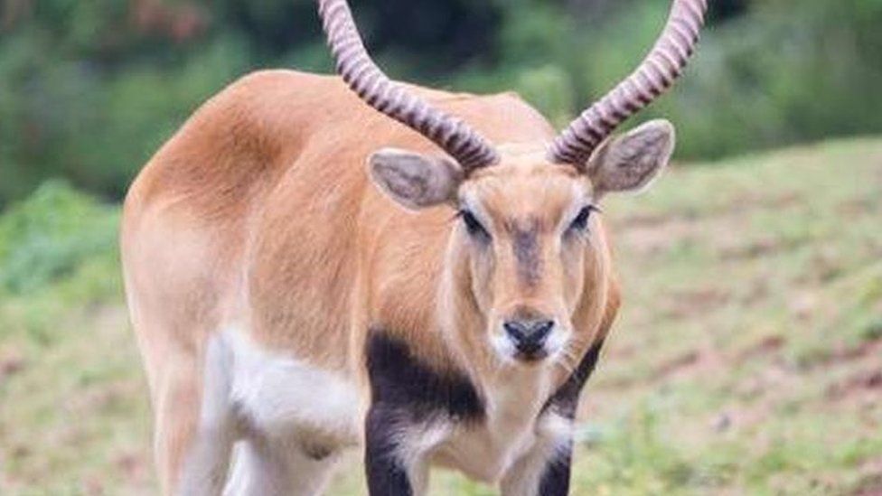 An antelope at Paignton Zoo