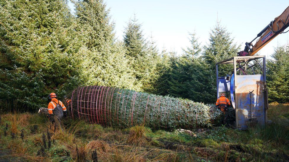 The felled tree being wrapped by forestry workers