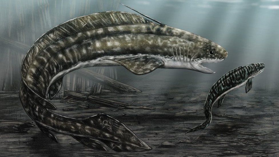 illustration of prehistoric shark