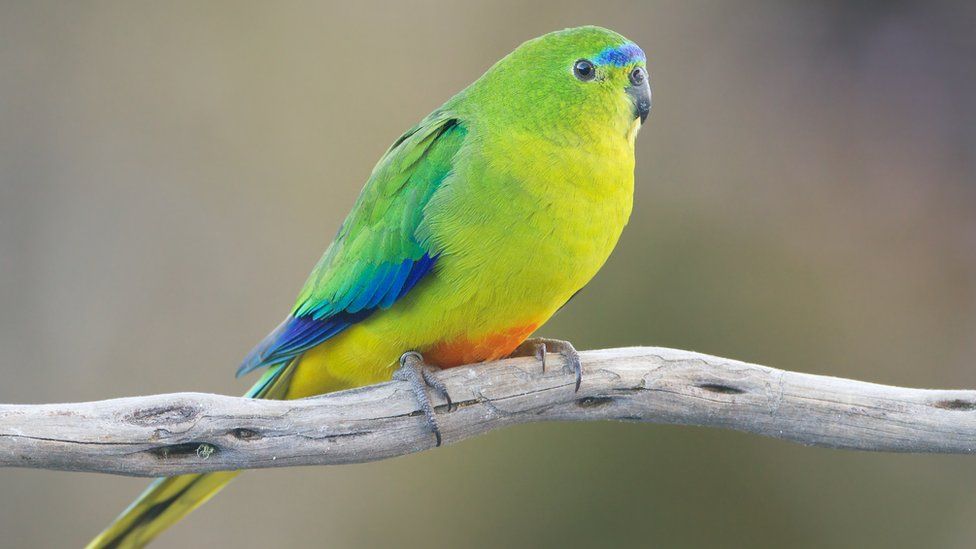 A close-up of a female orange-bellied parrot