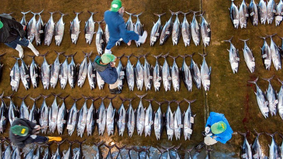 Men walk amongst tuna laid out at market in Japan