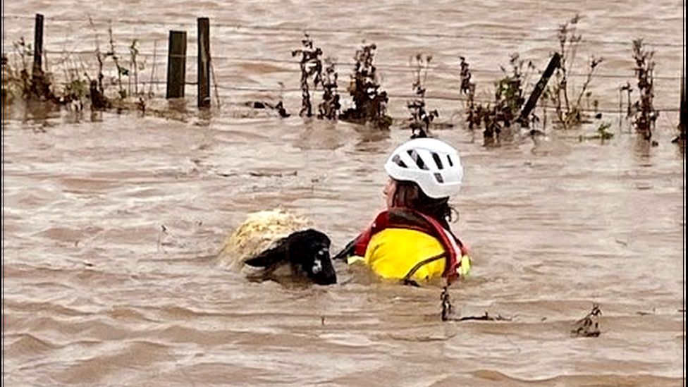 rescuer helps a sheep in floodwater